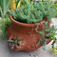 Illustration for article titled Guys, my bowl of succulents looks awesome